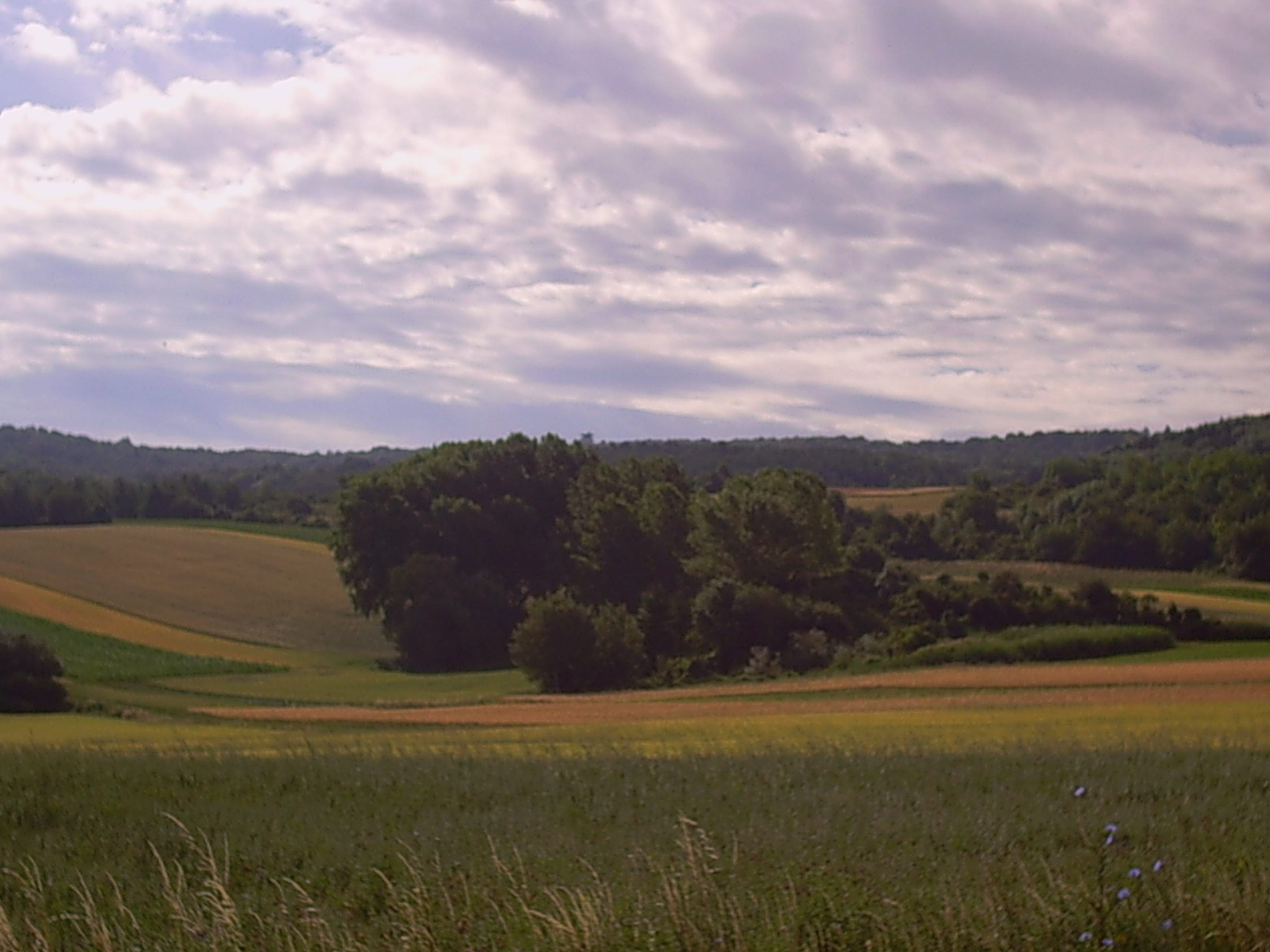 Buschberg